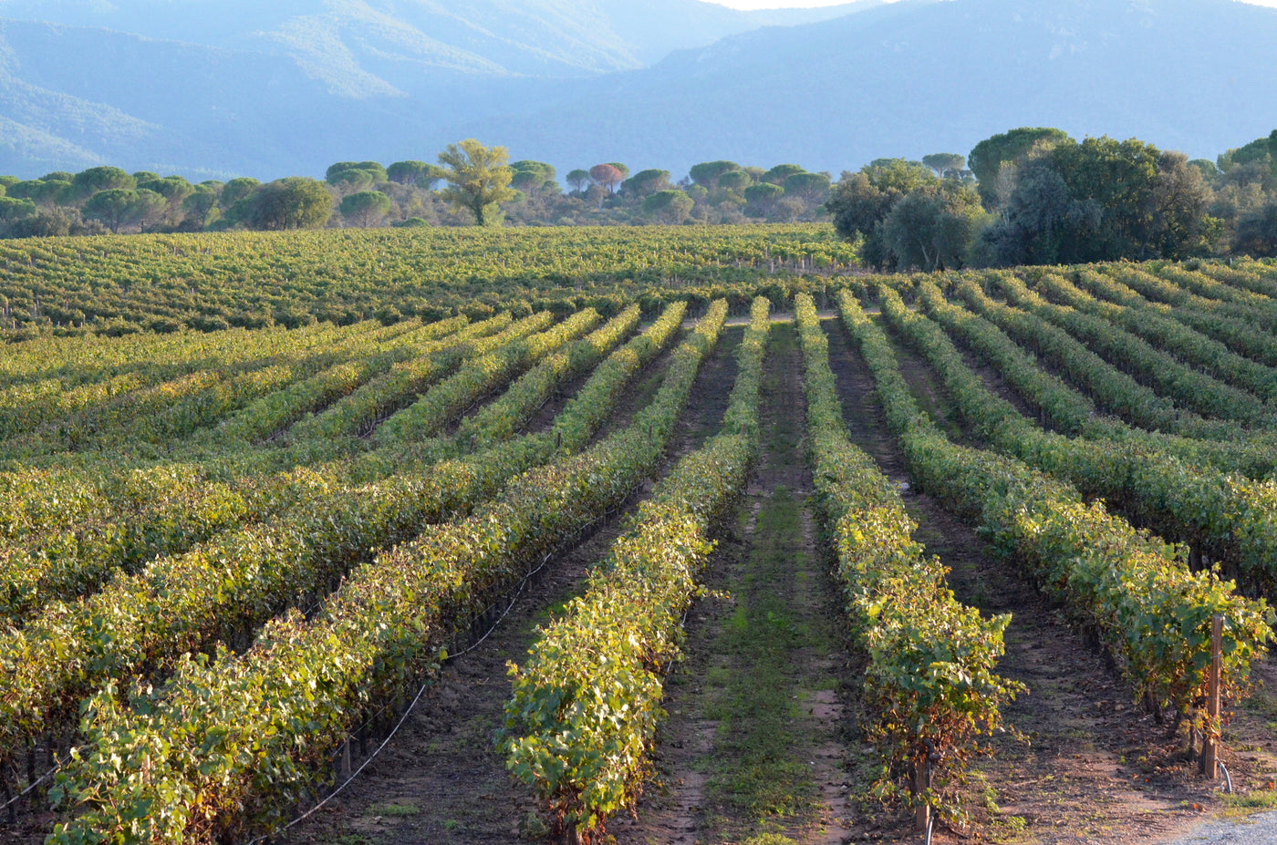 What are the best wines of Provence?