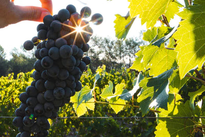 What are the grape varieties of Côtes de Provence rosé ?