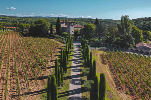 Guided tour of the cellars and vineyards in Provence